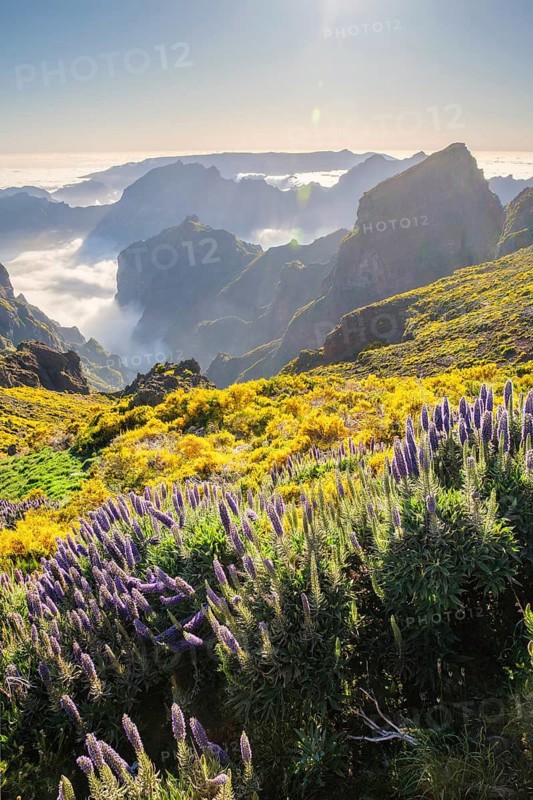 View from Pico do Arieiro of mountains over clouds with Pride of Madeira flowers and blooming Cytisus shrubs on sunset with sunburst. Madeira island, Portugal