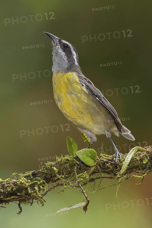 Bananaquit (Coereba flaveola), Costa Rica