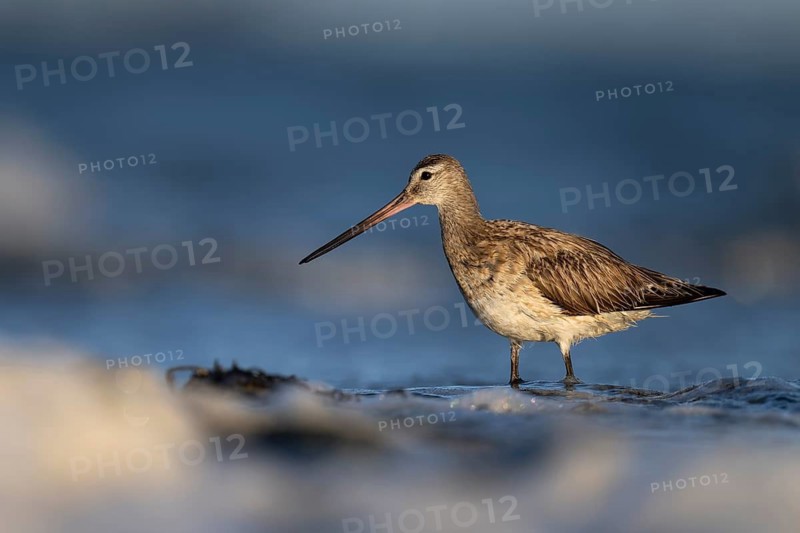 Bar-tailed Godwit (Limosa lapponica), Texel, Netherlands