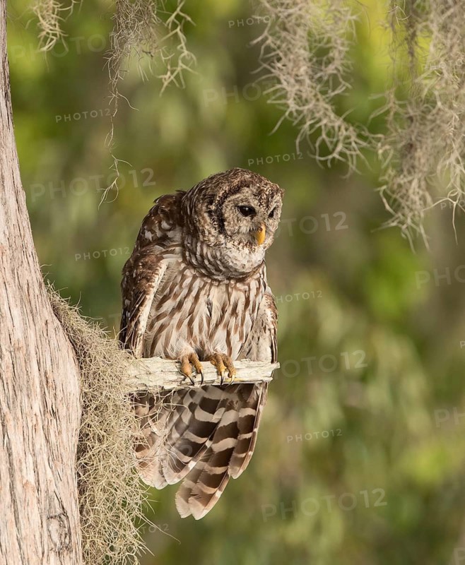 Barred Owl (Strix varia) perched on a branch, Florida, USA