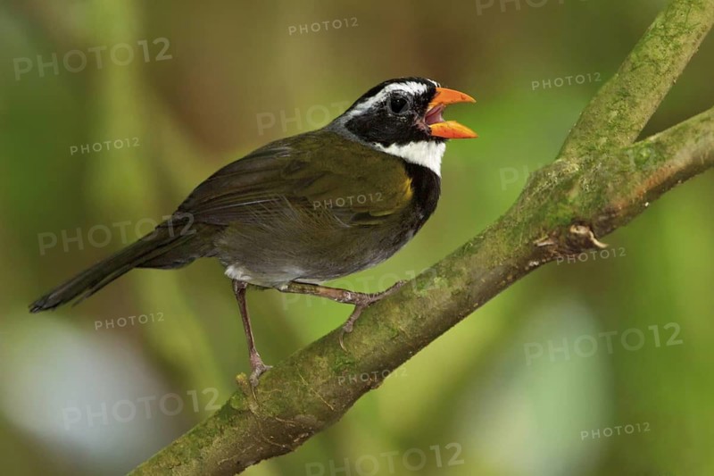 Orange-billed Sparrow (Arremon aurantiirostris) perched on a branch in Costa Rica, Central America