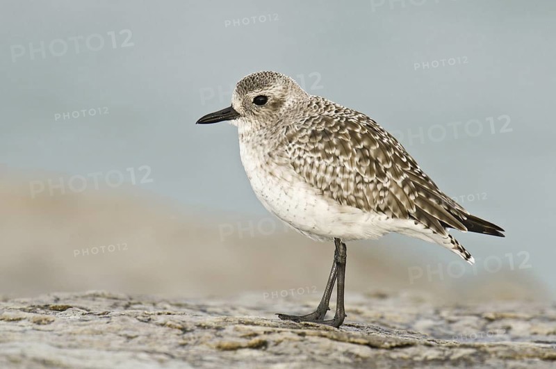 Grey Plover (Pluvialis squatarola), New Jersey, USA