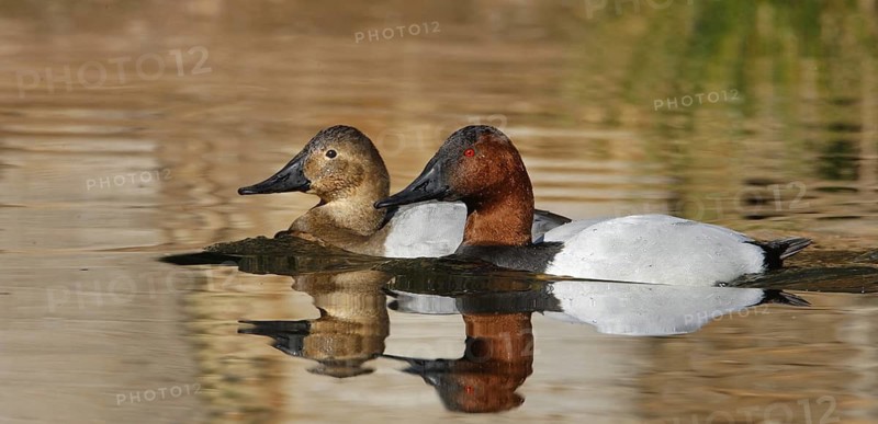 Canvasback (Aythya valisineria), Arizona, USA