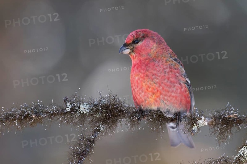 Pine Grosbeak - Hakengimpel - Pinicola enucleator, Finland, adult male