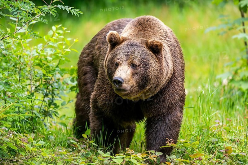 Eurasian brown bear (Ursus arctos arctos) standing between bushes, Bavarian Forest, Bavaria, Germany