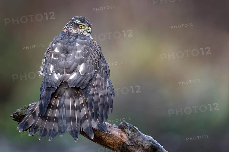 Eurasian Sparrowhawk (Accipiter nisus) female perched on a branch, drying its feathers, Saxony-Anhalt, Germany