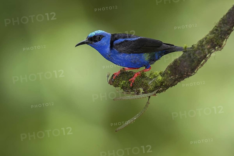 Red-legged Honeycreeper (Cyanerpes cyaneus) male, Costa Rica