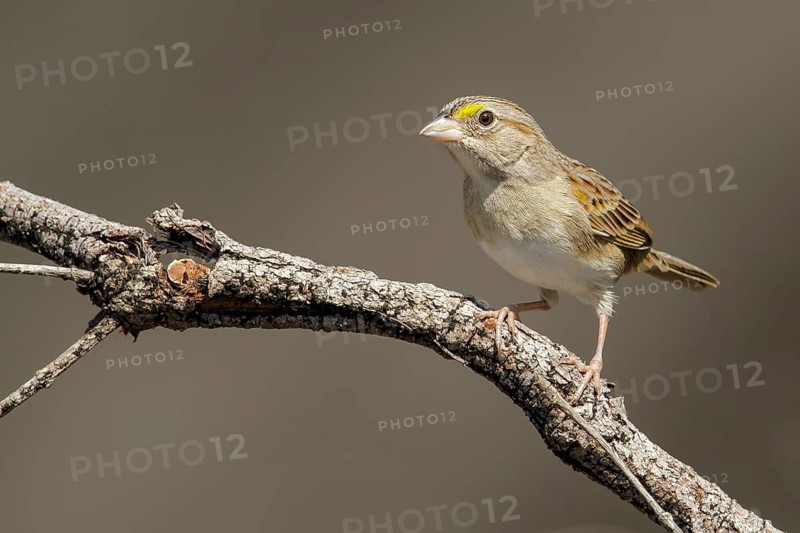 Grassland Sparrow (Ammodramus humeralis) perched on a branch in the grasslands of Guyana