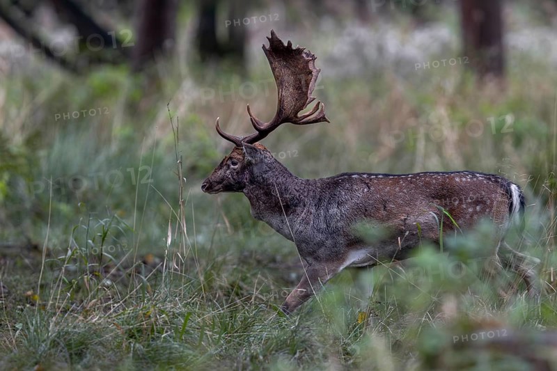 A fallow deer (Dama dama) marked by the rut and the fights, he has a bloody injury on his head, rut, mating season, deer rut, autumn, October, Germany