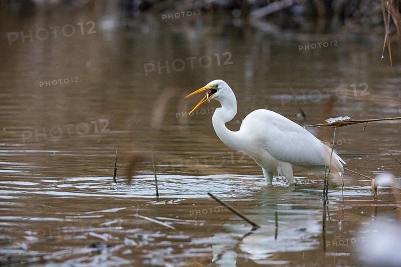 Great White Egret (Egretta alba) Germany