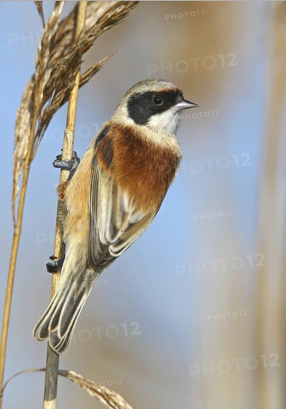 Eurasian Penduline Tit (Remiz pendulinus) male, Lisbon, Portugal