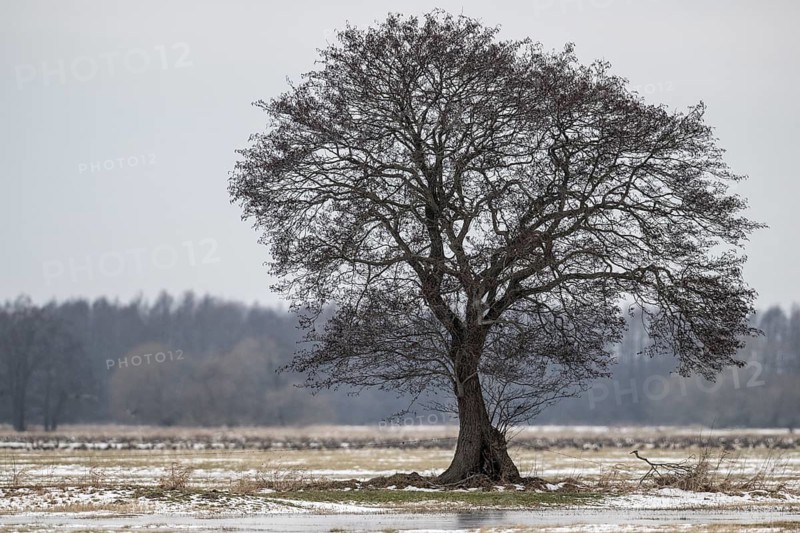 Old alders (Alnus glutinosa) in meadow landscape, Lower Saxony, Germany