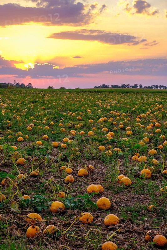 Pumpkin fields in the evening light, near Poysdorf, Weinviertel, Lower Austria, Austria
