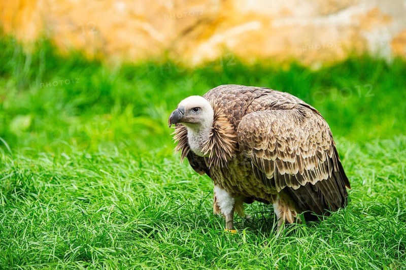 Griffon Vulture (Gyps fulvus) sitting on a meadow, Germany