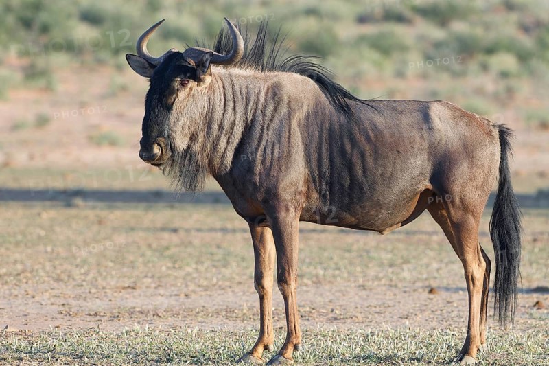Blue wildebeest (Connochaetes taurinus), adult male, alert, standing in the dry Auob riverbed, morning light, Kgalagadi Transfrontier Park, Northern Cape, South Africa