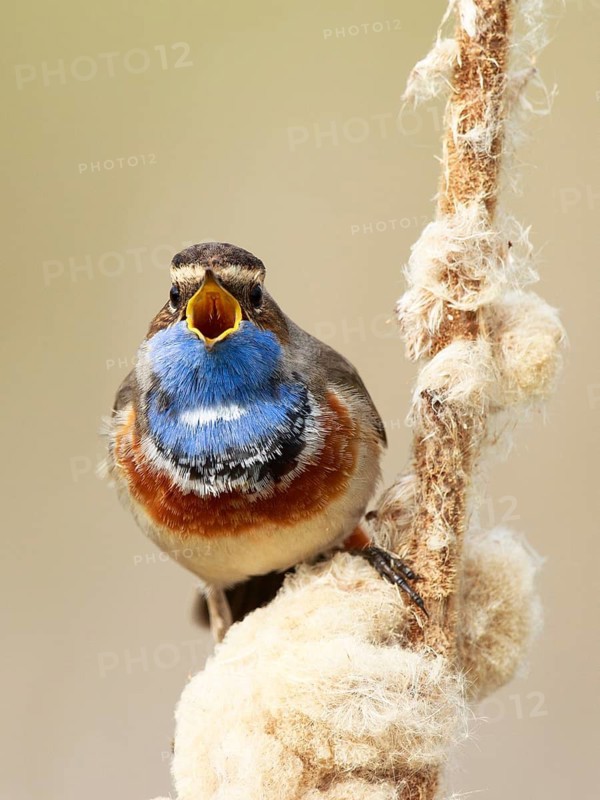 Bluethroat (Luscinia svecica cyanecula) male singing from cattail, Netherlands