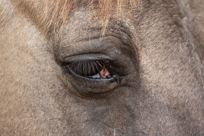 Konik pony (Equus ferus caballus) adult horse animal close up of an eye, England, United Kingdom
