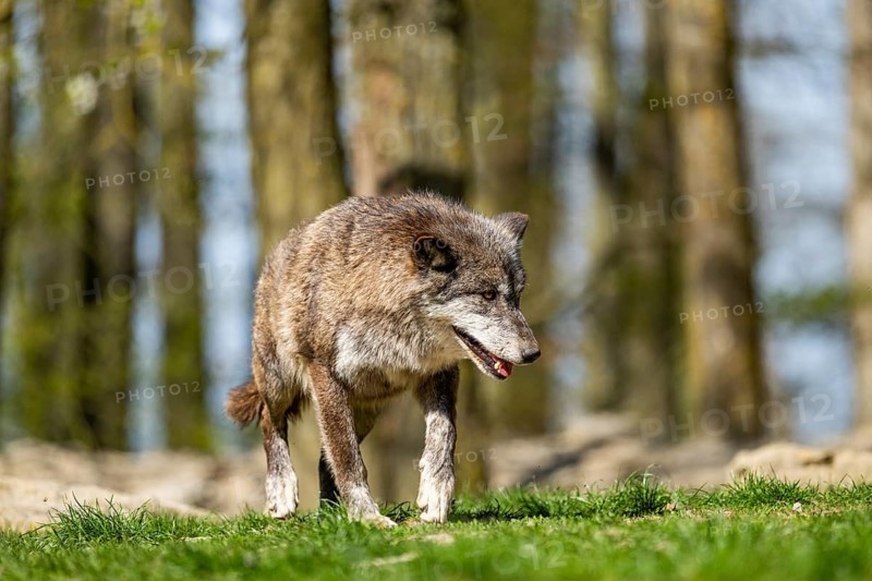 Eastern wolf (Canis lupus lycaon) walking on a meadow, Bavaria, Germany