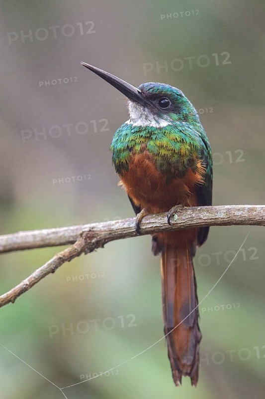 Rufous-tailed Jacamar (Galbula ruficauda) perched on a branch in the Atlantic rainforest of southeast Brazil