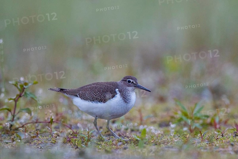 Common Sandpiper (Actitis hypoleucos) foraging, North Rhine-Westphalia, Germany