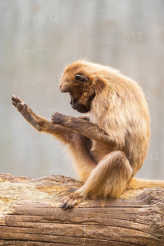 Gelada (Theropithecus gelada) sitting on an old tree trunk, captive, Germany