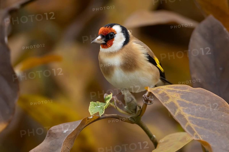 European goldfinch (Carduelis carduelis) adult bird in a garden magnolia tree with autumn colour leaves, England, United Kingdom