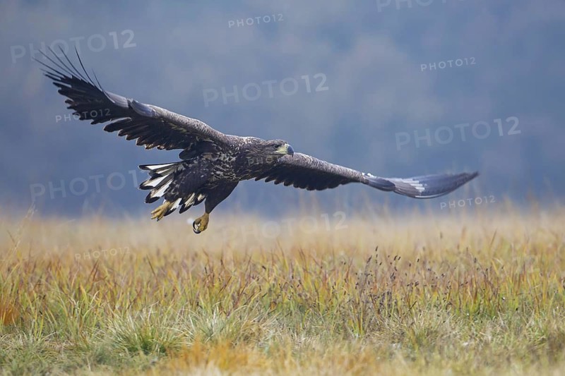 White-tailed Eagle (Haliaeetus albicilla) juvenile flying, Lodz, Poland