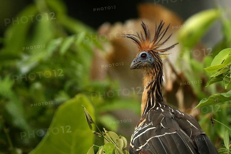 Hoatzin (Opisthocomus hoazin) perched in tree, Orinoco Delta, Venezuela
