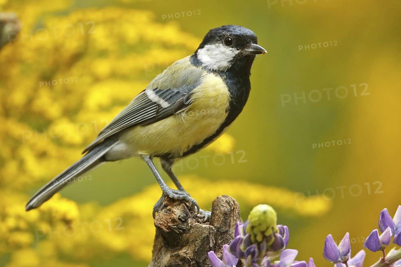 Great Tit (Parus major), Rhineland-Palatinate, Germany