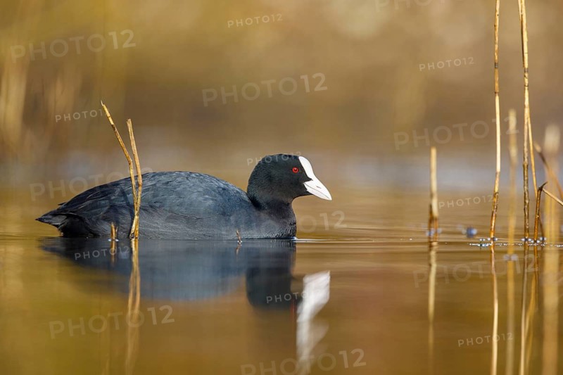 Eurasian Coot (Fulica atra), North Rhine-Westphalia, Germany