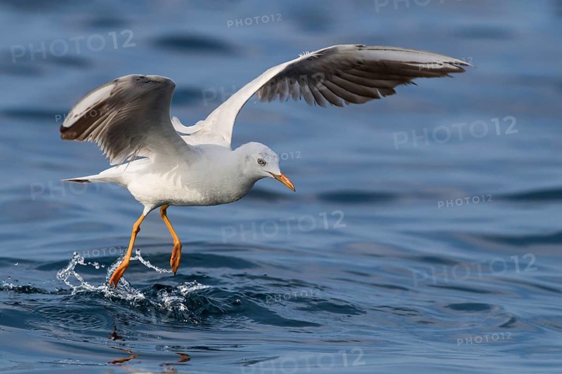 Slender-billed Gull (Chroicocephalus genei) flying, Eilat, Israel