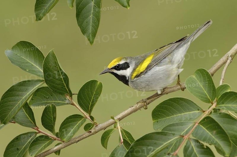 Golden-winged Warbler (Vermivora chrysoptera), Texas, USA