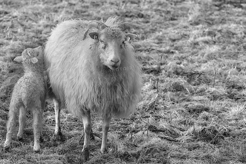 Sheep, horned Moorschnucke (Ovis aries) with her lamb on the pasture, black and white, Mecklenburg-Vorpommern, Germany
