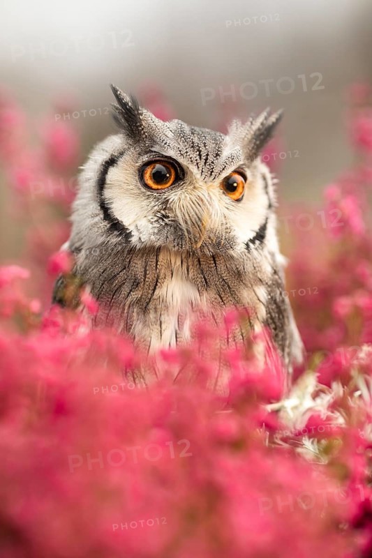 Southern White-faced Owl (Ptilopsis granti) captive, Germany