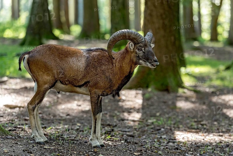 European mouflon (Ovis gmelini musimon), mouflon deer, male calling during the rutting season in a sunlit forest, sun rays penetrating through the trees, soft shadows, Poing Wildlife Park, Upper Bavaria, Bavaria, Germany