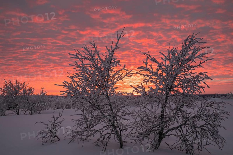 Birch trees covered with sunset, Saariselkä, Lapland, Finland, January 2025