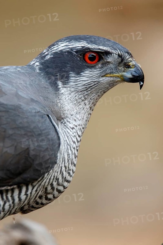 Northern Goshawk (Accipiter gentilis), adult male, Castile and Leon, Spain