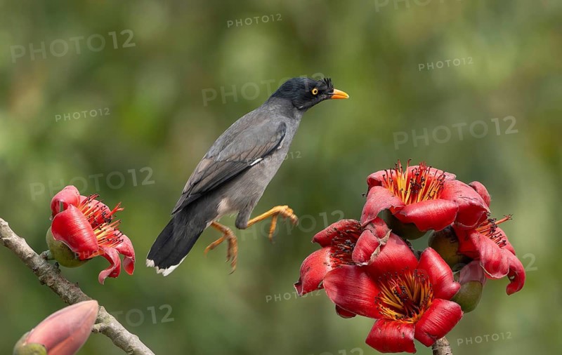Jungle Myna (Acridotheres fuscus) on a flowering silk-cotton branch, sreepur, Gazipur, bangladesh