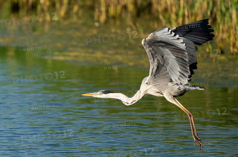 Grey heron (Ardea cinerea) flying over a lake, blue water, Lower Saxony, Germany