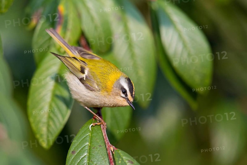 Firecrest, Regulus ignicapillus, Roitelet à triple bandeau, Roitelet triple-bandeau, Reyezuelo Listado, Luisenpark, Mannheim, Baden-Württemberg, Germany