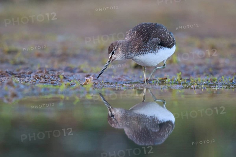 Green Sandpiper (Tringa ochropus) foraging, North Rhine-Westphalia, Germany