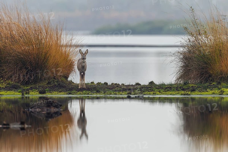 A doe (Capreolus capreolus) stands relaxed in a moor, on a former peat cut, moor landscape, dreary, November, Germany