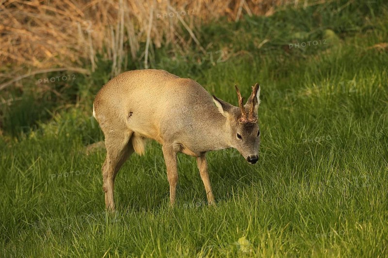 Roe deer (Capreolus capreolus) six-antlered buck in winter coat at the edge of a forest, Lower Austria, Austria