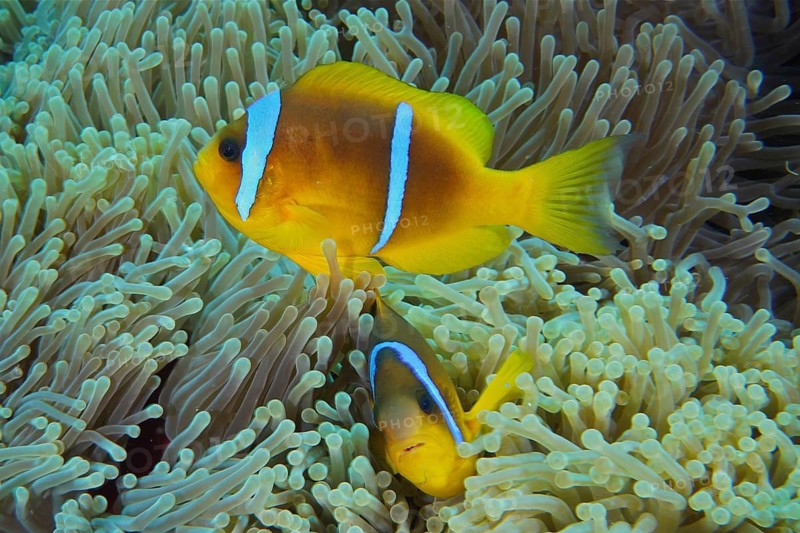 Red sea anemonefish (Amphiprion bicinctus)