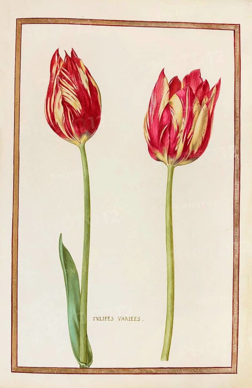 Tulips, Historical, digitally enhanced reproduction from Theatrum florae (1624) by Daniel Rabel (1578 - 1637)