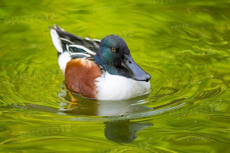 Northern shoveler (Spatula clypeata) male swimming in lake in summer, Bavaria, Germany