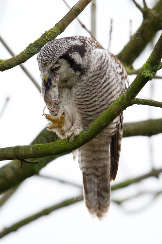 Northern Hawk-Owl (Surnia ulula), Zwolle, Netherlands