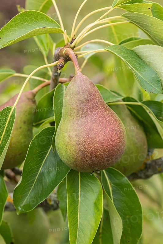 Pear (Pyrus communis 'Harrow Delight'), Weihenstephan-Triesdo University of Applied Sciences, Germany