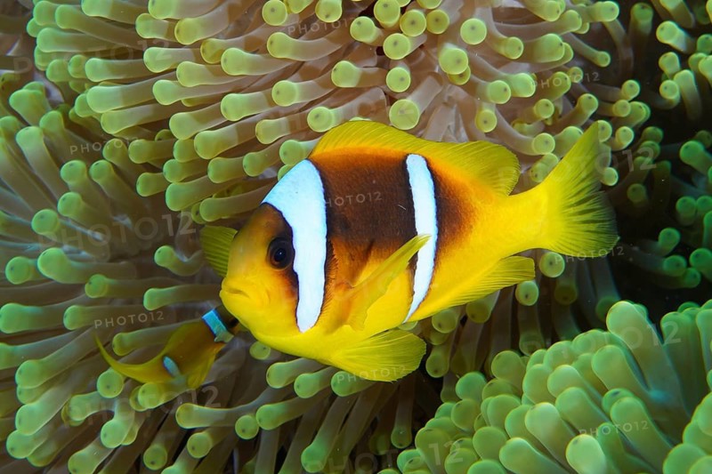 Red sea anemonefish (Amphiprion bicinctus)