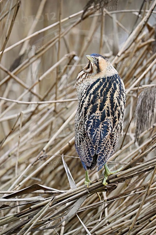 Bittern (Botaurus stellaris), camouflaged standing on reeds, Flachsee nature reserve, Canton Aargau, Switzerland